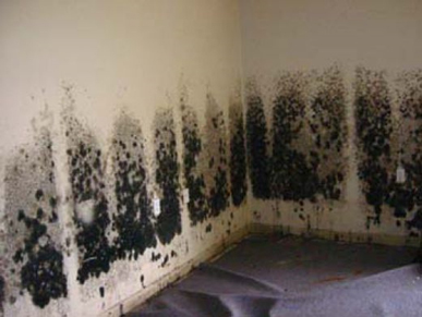 Mold and Mildew Removal Rockville,  MD